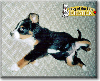 Dipstick, the Dog of the Day