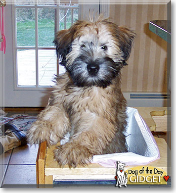 Gidget, the Dog of the Day
