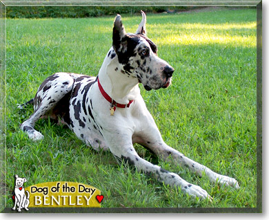Bentley, the Dog of the Day