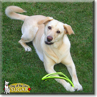 Sugar, the Dog of the Day