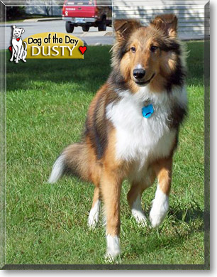 Dusty, the Dog of the Day