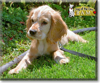 Bam, the Dog of the Day