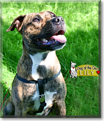 Lily, the Dog of the Day