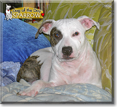 Sparrow, the Dog of the Day