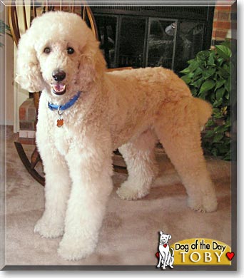 Toby, the Dog of the Day