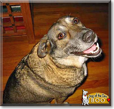 Boo, the Dog of the Day