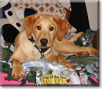 Tucker, the Dog of the Day