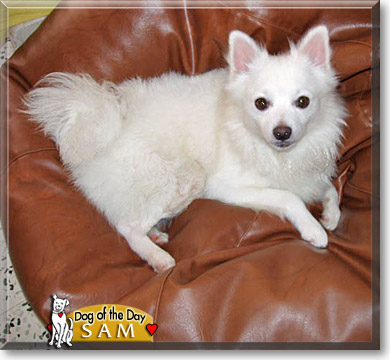 Sam, the Dog of the Day