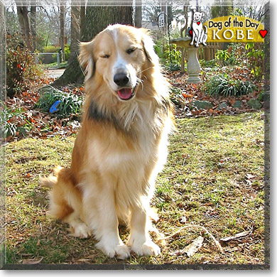 Kobe, the Dog of the Day