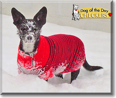 Checkers, the Dog of the Day