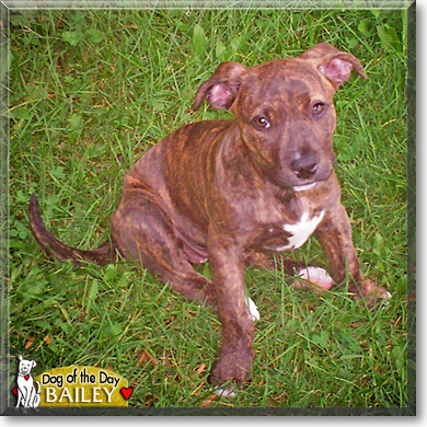 Bailey, the Dog of the Day