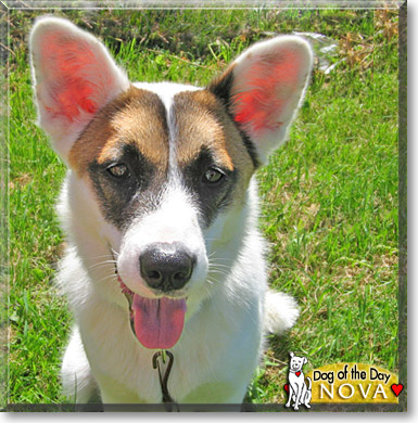 Nova, the Dog of the Day