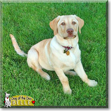 Belle, the Dog of the Day
