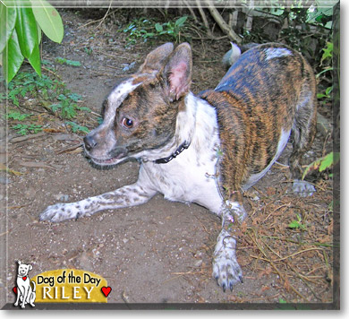 Riley, the Dog of the Day