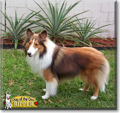 Ripper, the Dog of the Day