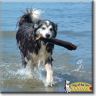 Sammy, the Dog of the Day