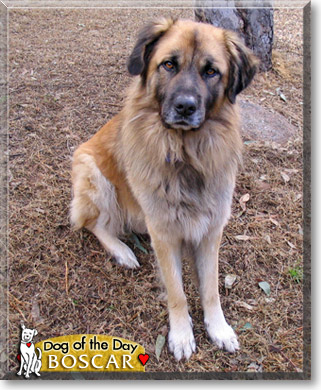 Boscar, the Dog of the Day