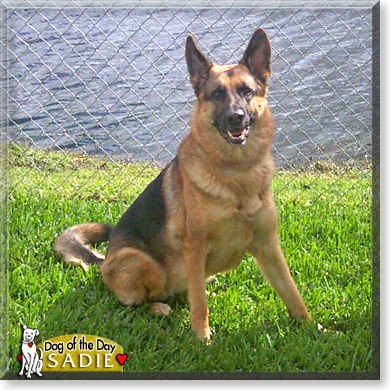 Sadie, the Dog of the Day