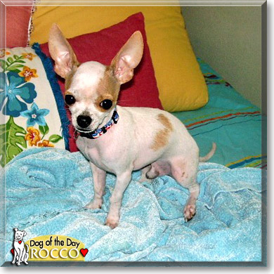 Rocco, the Dog of the Day