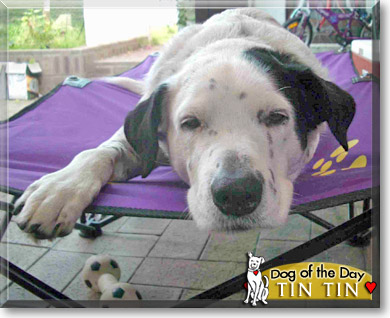 Tin Tin, the Dog of the Day