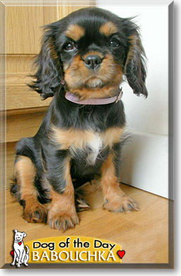 Babouchka, the Dog of the Day