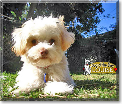 Louise, the Dog of the Day