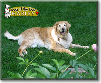 Harley, the Dog of the Day