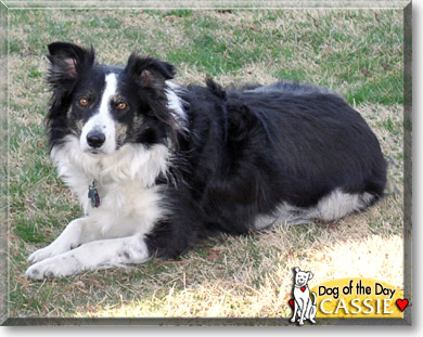 Cassie, the Dog of the Day