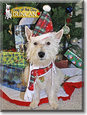 Duncan, the Dog of the Day