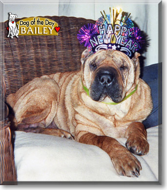 Bailey, the Dog of the Day