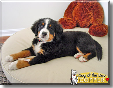 Copper, the Dog of the Day