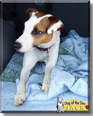 Jack, the Dog of the Day
