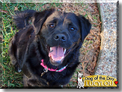 Lucylou, the Dog of the Day