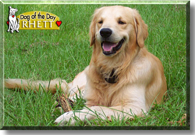 Rhett, the Dog of the Day
