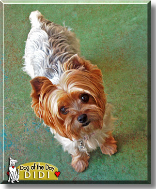 DiDi, the Dog of the Day