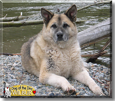 Wilbur, the Dog of the Day