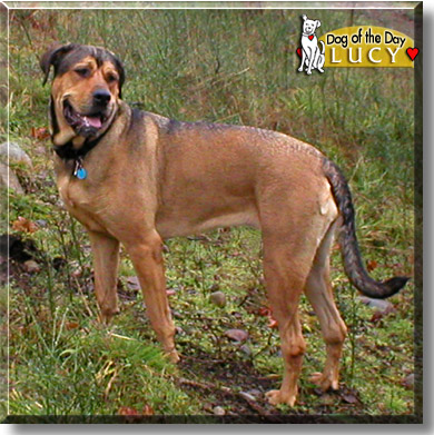 Lucy, the Dog of the Day