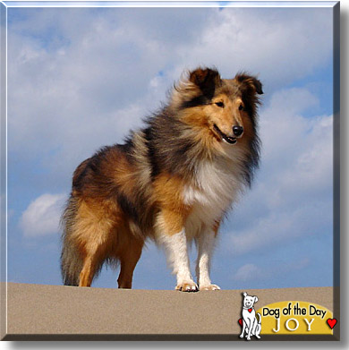 Joy, the Dog of the Day