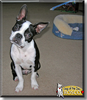 Rosco, the Dog of the Day