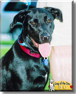 Baby Girl Dog, the Dog of the Day