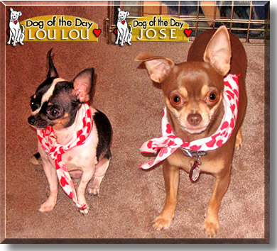 Jose, Lou Lou, the Dog of the Day