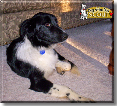 Scout, the Dog of the Day