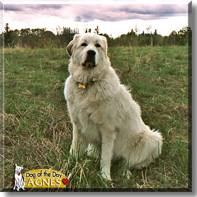 Agnes, the Dog of the Day