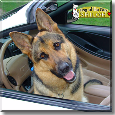 Shiloh, the Dog of the Day