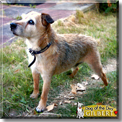 Gilbert, the Dog of the Day