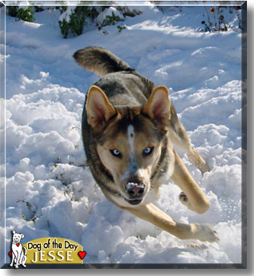 Jesse, the Dog of the Day