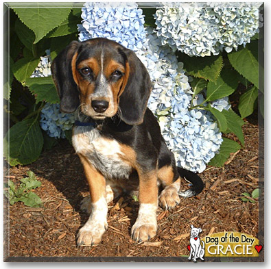 Gracie, the Dog of the Day