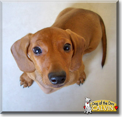 Calvin, the Dog of the Day