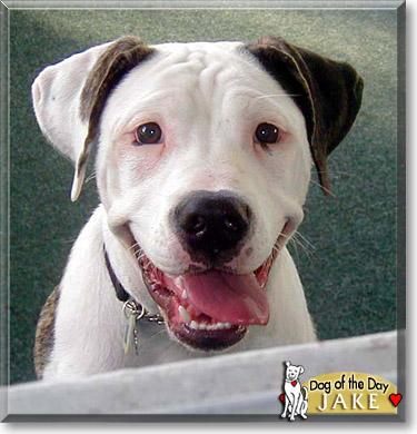 Jake, the Dog of the Day