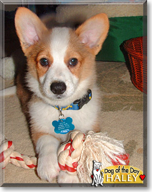 Haley, the Dog of the Day